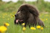 DOGUE DU TIBET 253